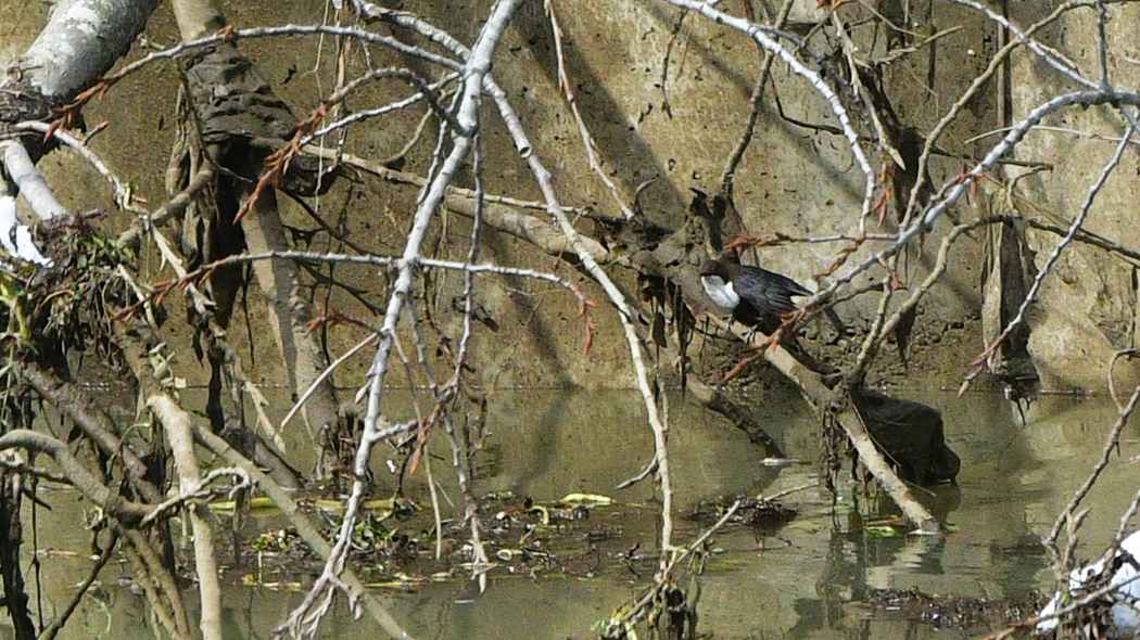 White-throated Dipper